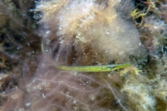 Grasnadel