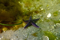 Seestern
